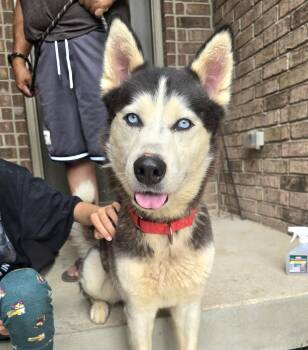 Shadow -  Husky and Alaskan Malamute Dog for Adoption in San Antonio, Texas - Shadow | PetCurious