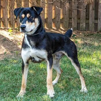 Fred -  Shepherd and Mixed Breed Dog for Adoption in Arlington Heights, Illinois - Fred | PetCurious