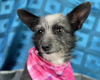 Rescue Chihuahua and Norfolk Terrier Dogs for Adoption in Hondo, Texas - Ebony | PetCurious