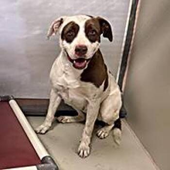 Dr. Gray - URGENT -  Pit Bull Terrier Dog for Adoption in Thousand Oaks, California - Dr. Gray - URGENT | PetCurious