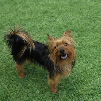 Yorkshire Terrier Dogs Available for Adoption in Arlington, Virginia - Impala | PetCurious