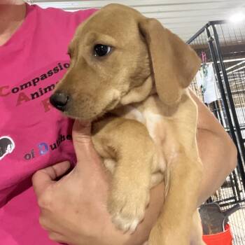 Jackson -  Mixed Breed Dog for Adoption in Wappingers Falls, New York - Jackson | PetCurious