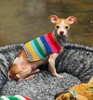 Rescue Chihuahua Dogs for Adoption in Council Bluffs, Iowa - Stir Fry | PetCurious