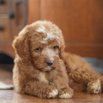 Turner -  Standard Poodle Dog for Adoption in Rochester, Minnesota - Turner | PetCurious
