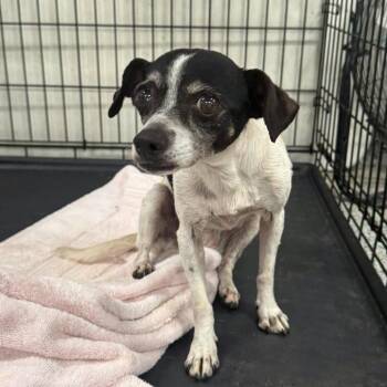 Birdie -  Mixed Breed Dog for Adoption in Jeffersonville, Indiana - Birdie | PetCurious