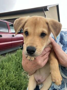 Bean Dip - Chickpea -  Shepherd and Collie Dog for Adoption in Aurora, Colorado - Bean Dip - Chickpea | PetCurious