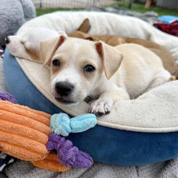 Tater - Costa Mesa Location *Available 9/26* -  Terrier and Mixed Breed Dog for Adoption in Chino Hills, California - Tater - Costa Mesa Location *Available 9/26* | PetCurious