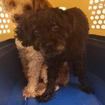 Kayla -  Poodle Dog for Adoption in Birmingham, Alabama - Kayla | PetCurious
