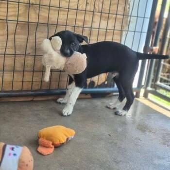 Radar -  Beagle and Mixed Breed Dog for Adoption in Dover, Arkansas - Radar | PetCurious