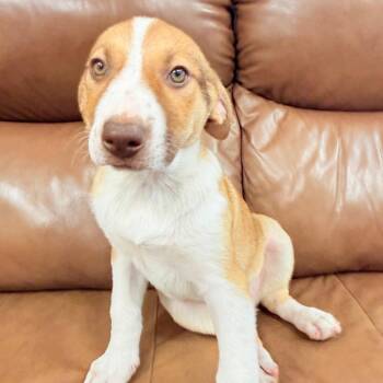Anatolian Shepherd and Mixed Breed Dogs Available for Adoption in Parker, Colorado - 531 (2026) Walter | PetCurious