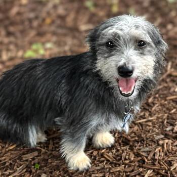 Chanel -  Miniature Schnauzer and Wirehaired Terrier Dog for Adoption in Boerne, Texas - Chanel | PetCurious