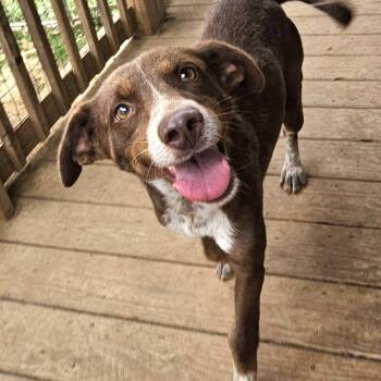 Rescue Catahoula Leopard Dog Dogs for Adoption in Athens, Alabama - Elizabeth | PetCurious