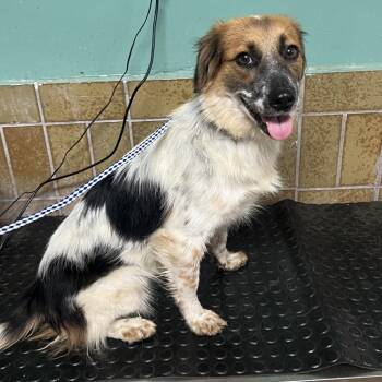 IVHS-Stray-142324 -  Shepherd and Terrier Dog for Adoption in San Gabriel, California - IVHS-Stray-142324 | PetCurious