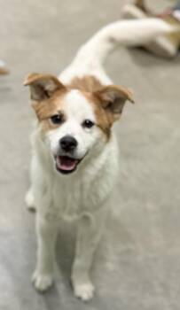 Saint Bernard Dogs Available for Adoption - Bobsled | PetCurious