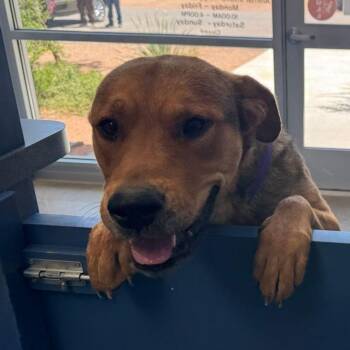 Shepherd Dogs Available for Adoption in Kingman, Arizona - Little Bear | PetCurious