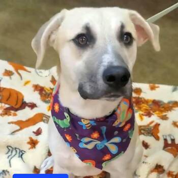 Rescue Mixed Breed Dogs for Adoption in Woolwich, Maine - Twizzler | PetCurious