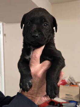 Rescue Retriever Dogs for Adoption in Stephens City, Virginia - Puppy 0569 | PetCurious