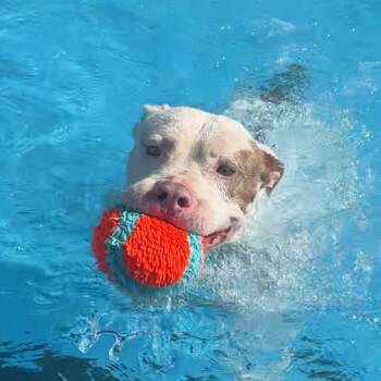 Rescue American Bulldog Dogs for Adoption in Los Angeles, California - DOUGIE! | PetCurious