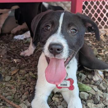 Labrador Retriever and Hound Dogs Available for Adoption in Wake Forest, North Carolina - Abbe | PetCurious
