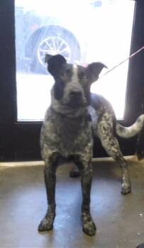 MAVERICK -  Australian Cattle Dog Blue Heeler Dog for Adoption in Tulsa, Oklahoma - MAVERICK | PetCurious