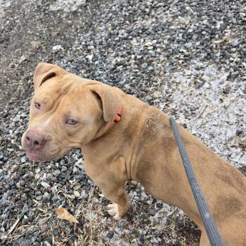 Mixed Breed Dogs Available for Adoption - Stormella | PetCurious