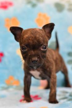PELE -  Xoloitzcuintli Mexican Hairless Dog for Adoption in Miami, Florida - PELE | PetCurious