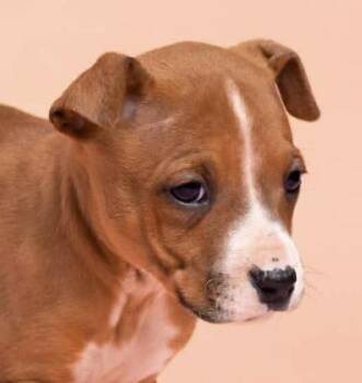 Mixed Breed Dogs Available for Adoption - Zoey | PetCurious