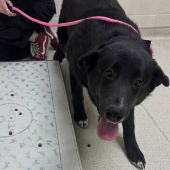 A.J. (Auggie Jr.) -  Mixed Breed Dog for Adoption in Murray, Utah - A.J. (Auggie Jr.) | PetCurious