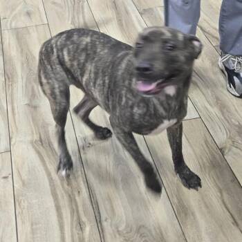 Titan Davis -  Pit Bull Terrier Dog for Adoption in Newark, New Jersey - Titan Davis | PetCurious