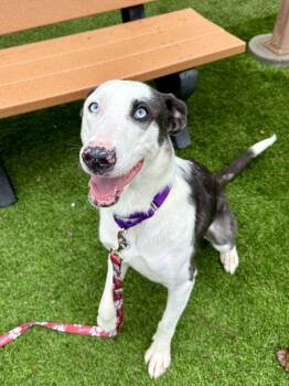 Mixed Breed Dogs Available for Adoption in Alexandria, Virginia - Femi | PetCurious