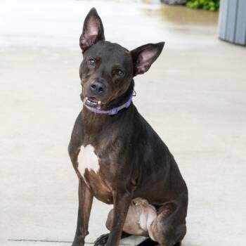 Coogie -  Mixed Breed Dog for Adoption in Cape Girardeau, Missouri - Coogie | PetCurious