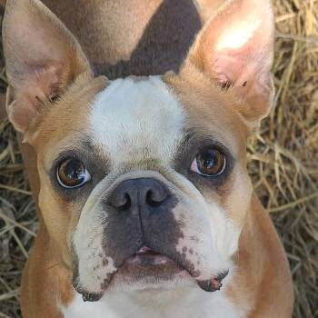Jolene -  Boston Terrier Dog for Adoption in Decatur, Alabama - Jolene | PetCurious