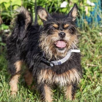 Rescue Yorkshire Terrier and Chihuahua Dogs for Adoption in Cape Coral, Florida - Bonnie | PetCurious