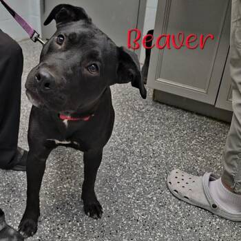 Beaver -  Pit Bull Terrier and Mixed Breed Dog for Adoption in Parkersburg, West Virginia - Beaver | PetCurious