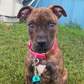 Sable -  Pit Bull Terrier Dog for Adoption in Valparaiso, Indiana - Sable | PetCurious