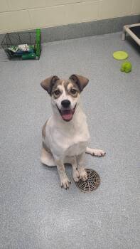 Anatolian Shepherd Dogs Available for Adoption in St. Joseph, Michigan - Delilah | PetCurious