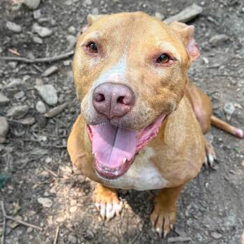 Astro -  American Staffordshire Terrier and Mixed Breed Dog for Adoption in New York, New York - Astro | PetCurious