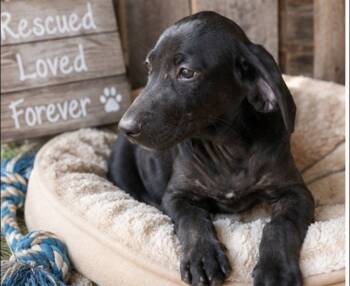 Rufus -  Labrador Retriever and Hound Dog for Adoption in Batesville, Arkansas - Rufus | PetCurious