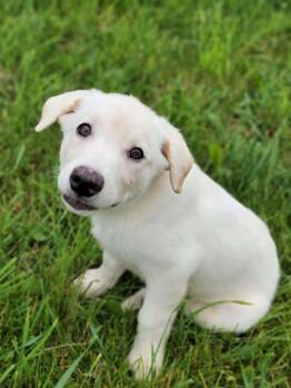 Enzo -  Australian Shepherd and German Shepherd Dog Dog for Adoption in Hornell, New York - Enzo | PetCurious