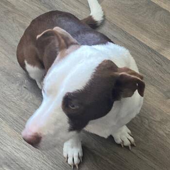 Pit Bull Terrier and Dachshund Dogs Available for Adoption - Patches | PetCurious