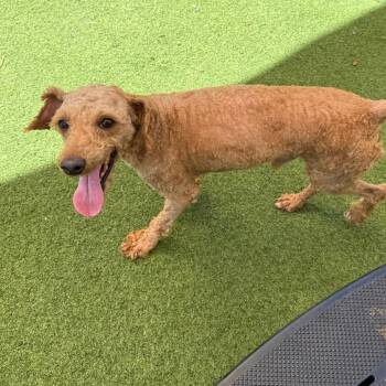 Poodle Dogs Available for Adoption in Loxahatchee Groves, Florida - Steve 5758 | PetCurious