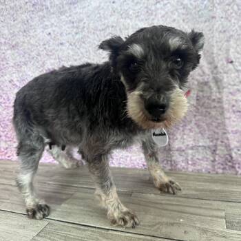 Schnauzer Dogs Available for Adoption in Normal, Illinois - Marmalade | PetCurious