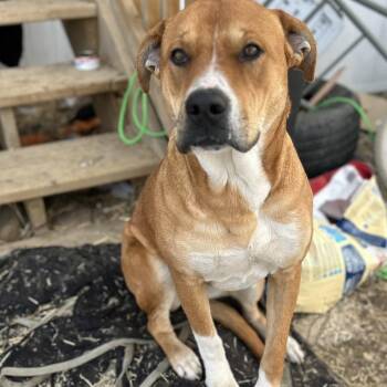 Boxer and American Bully Dogs Available for Adoption - Tracey | PetCurious