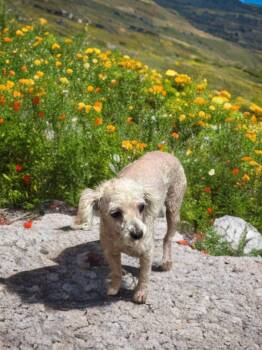 Rescue Poodle Dogs for Adoption in San Antonio, Texas - Alice | PetCurious