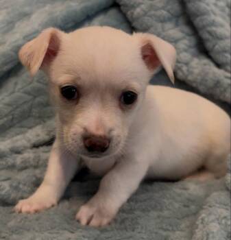 Unity -  Chihuahua and Dachshund Dog for Adoption in Montgomery, Texas - Unity | PetCurious