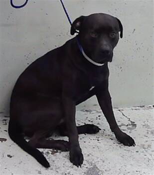 TEDD -  Staffordshire Bull Terrier and Mixed Breed Dog for Adoption in Houston, Texas - TEDD | PetCurious