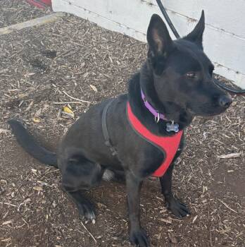 Rescue German Shepherd Dog and Husky Dogs for Adoption in Lakewood, Colorado - Wednesday | PetCurious