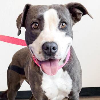 363 (2026) Jynx -  Pit Bull Terrier and Mixed Breed Dog for Adoption in Parker, Colorado - 363 (2026) Jynx | PetCurious