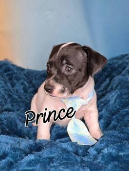 Rescue Chihuahua Dogs for Adoption in Tempe, Arizona - Prince | PetCurious