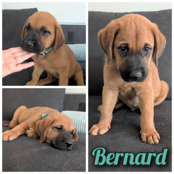 Rescue Rhodesian Ridgeback and Black Mouth Cur Dogs for Adoption in Bastrop, Texas - Bernard | PetCurious